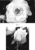 Rosa%20hybrida%20%27BAIrefit%27
