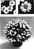 Argyranthemum%20frutescens%20%27Argywhimi%27