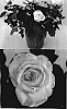 Rosa%20hybrida%20%2798-0036%27