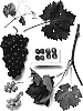 Vitis%20vinifera%20%27Sheegene-6%27