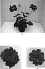 Pelargonium%20x%20hybrida%20%27Balgaldepro%27