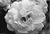 Rosa%20hybrida%20%27BAlload%27