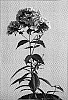 Phlox%20paniculata%20%27Grenadine%20Dream%27