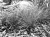 Lomandra%20confertifolia%20%27SIR5%27
