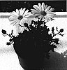 Osteospermum%20ecklonis%20%27Oste%20Yel%27