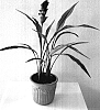 Curcuma%20alismatifolia%20%27Curtina%27