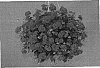 Pelargonium%20peltatum%20%27Fiscody%27