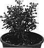 Coprosma%20%27Golden%20Glow%27