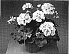 Pelargonium%20x%20hortorum%20%27Fistansal%27