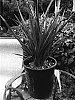 Phormium%20tenax%20%27Jubilee%27