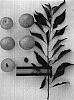 Prunus%20salicina%20%27Suplumthirtyone%27