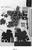 Vitis%20vinifera%20%27Sugrathirtyone%27