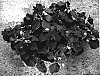Impatiens%20walleriana%20%27Silte%20Pur%27