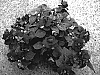 Impatiens%20walleriana%20%27Silte%20Reeda%27