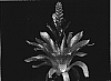 Vriesea%20sp.%20%27Magic%27