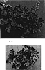 Heuchera%20hybrida%20%27Mahogany%27