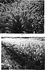 Pennisetum%20alopecuroides%20%27Piglet%27