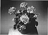 Pelargonium%20x%20hortorum%20%27Fistarol%27