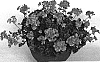 Pelargonium%20x%20hortorum%20%27Fisrolamon%27