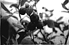 Vaccinium%20%27HX%27