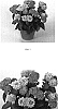 Lantana%20camara%20%27Bante%20Oransun%27