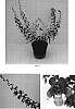 Angelonia%20angustifolia%20%27Balanglabi%27