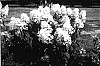 Hydrangea%20paniculata%20%27HYPMAD%20I%27