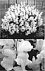 Antirrhinum%20hybrida%20%27Keianmilkwam%27