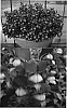 Antirrhinum%20hybrida%20%27Keianichigorum%27