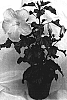 Hibiscus%20rosa-sinensis%20%27HJ-117%27