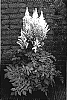 Astilbe%20Chinensis%20%27Diamonds%20and%20pearls%27