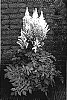 Astilbe%20Chinensis%20%27Diamonds%20and%20pearls%27