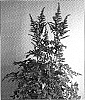 Astilbe%20chinensis%20%27Love%20and%20Pride%27