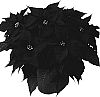 Euphorbia%20pulcherrima%20%27Duescandic%27