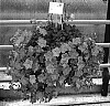 Petunia%20x%20hybrida%20%27Fort%20Trailing%20Light%20Lavender%27