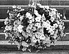 Petunia%20x%20hybrida%20%27Fort%20Trailing%20White%27