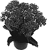 Kalanchoe%20blossfeldiana%20%27Mayon%27