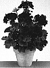 Pelargonium%20%20x%20hortorum%20%27Gentrebu%27