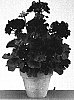 Pelargonium%20%20x%20hortorum%20%27Gentrebu%27