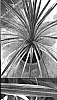 Cordyline%20australis%20%27Southern%20Splendour%27