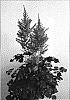 Astilbe%20chinensis%20%27To%20Have%20and%20To%20Hold%27