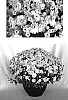 Chrysanthemum%20x%20morifolium%20%27Sunny%20Yoigloo%27