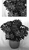 Chrysanthemum%20x%20morifolium%20%27Pink%20Yoirvine%27