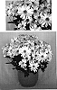 Chrysanthemum%20x%20morifolium%20%27Yellow%20Yoirvine%27