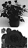 Rosa%20hybrida%20%27Evera173%27
