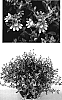 Scaevola%20aemula%20%27SCAX0226%27