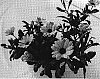 Osteospermum%20ecklonis%20%27Sumost%2006%27