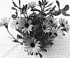 Osteospermum%20ecklonis%20%27Sumost%2005%27