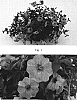 Petunia-calibrachoa%20Hybrid%20%27Kakegawa%20S91%27