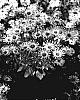 Osteospermum%20hybrida%20%27Astra%20Candy%20Spoon%27